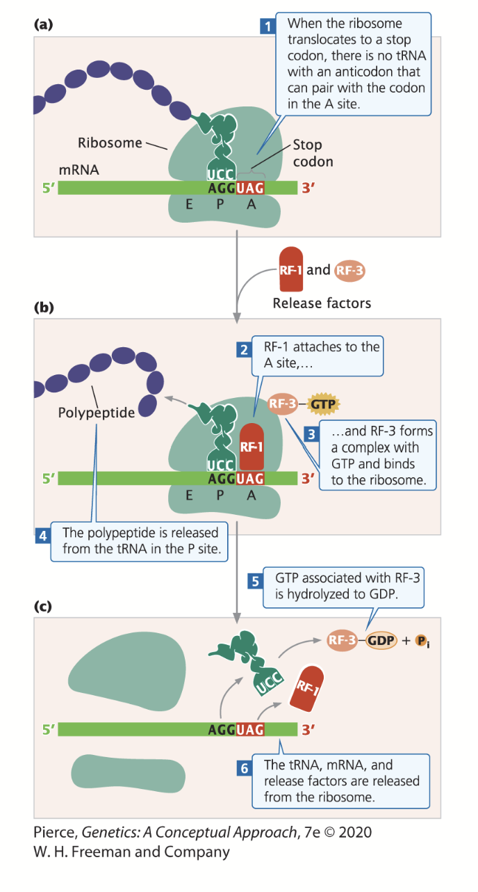 <p>Occurs in polypeptide chains when a chain-termination codon (stop codon) enters the A-site of the ribosome - there are no tRNAs that bind to stop codons (no amino acids that match the codons).</p><p>When a stop codon is encountered, a release factor (RF) binds to the A-site.</p><p>Release factor 1 (RF-1) recognizes UAG and UAA stop codons, while release factor 2 (RF-2) recognizes UAA and UGA stop codons.</p><p>RF-1 and RF-2 binding promotes the cleavage of the polypeptide chain from tRNA, releasing the chain and leading to termination. The binding of RF-3 and GTP to the ribosome assis in the dismantling of the entire complex.</p><p>Eukaryotes: eRF-1, eRF-2</p>