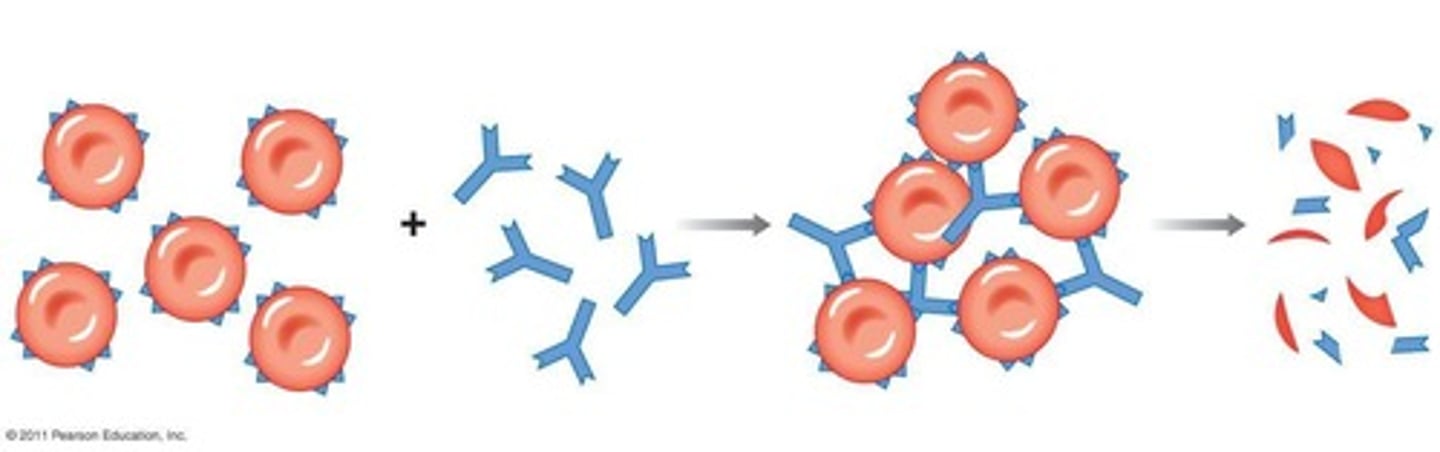 <p>Clumping that occurs when incompatible blood types are mixed</p>