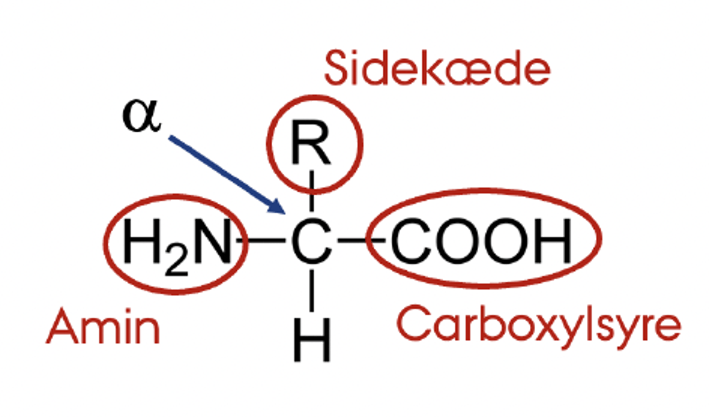 <p>Carbon-atom med både en amino-gruppe, en carboxylsyre, radikal og H-atom</p>