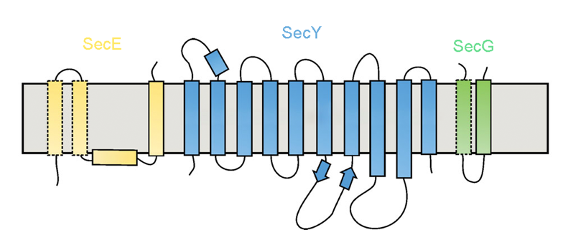 <ul><li><p>translocon is also called the Sec61 complex, made up of 3 subunits</p><ul><li><p>the polypeptide chain is transferred thru the translocon (a membrane channel)</p></li></ul></li><li><p>prokaryotes: SecY complex (Sec Y, SecE, SecG)</p></li><li><p>eukaryotes: Sec61 complex (Sec61⍺, Sec61β, Sec61γ), aka “protein conducting channel (PCC)”</p></li><li><p>archaea: SecYβ complex (SecY, Sec61β, SecG)</p></li><li><p>provides a pathway through the ER membrane for the growing chain, instead of being released into the cytosol</p></li></ul><p></p>