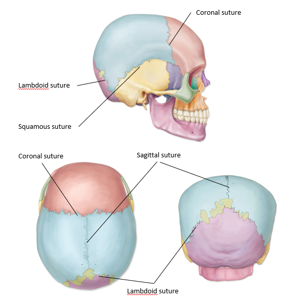 <p>-immovable joints that form boundaries between the cranial bones</p><p>-4 major sutures: *Coronal suture *Lambdoid suture *Sagittal suture *Squamous suture</p>