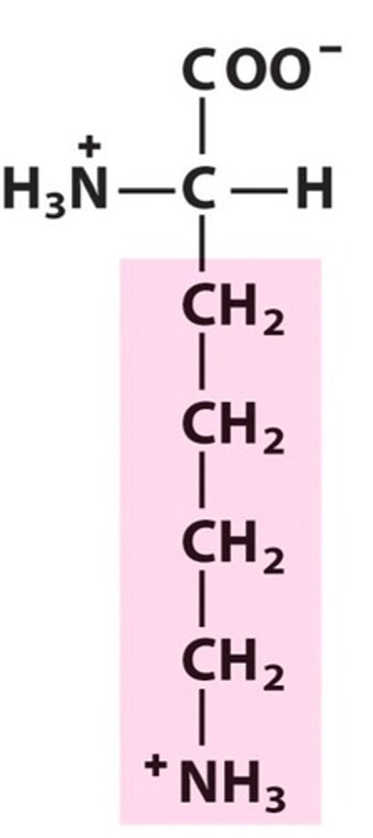 <p>Positively charged R groups</p>