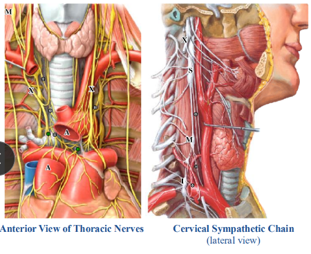 <p>-sympathetic innervation: from splanchnic nerves branching off the sympathetic chain at CERVICAL levels and from T1 through T4</p><p>-parasympathetic innervation: from branches of the vagus nerve</p><p>-both sympathetic and parasympathetic axons ramify within the cardiac plexus located posterior to the ascending aorta and anterior to the bifurcation of the trachea</p>