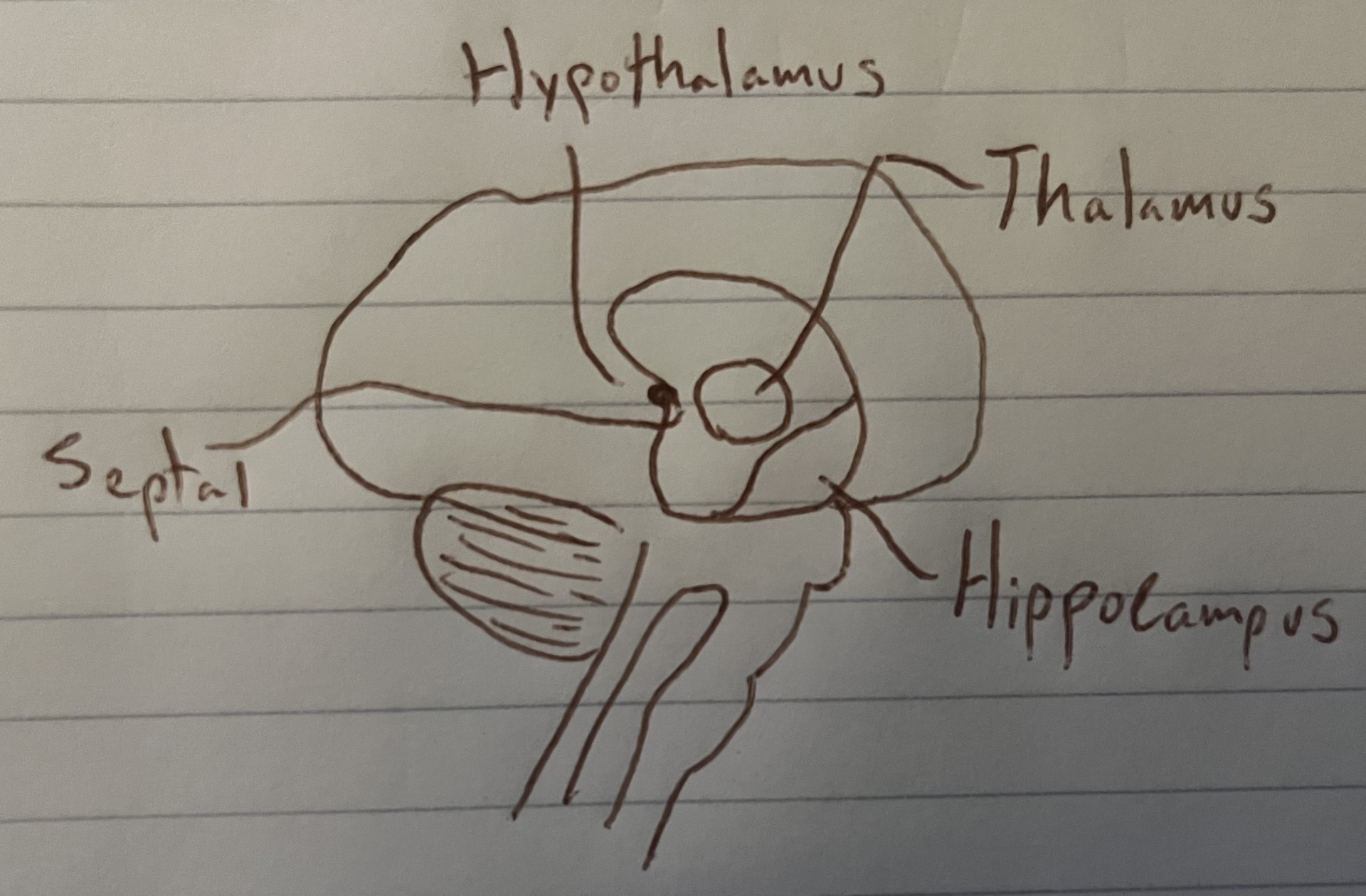 <p>a collection of structures in the brain that includes the <mark data-color="yellow">diencephalon</mark>. Contains motor system, connection, development</p><p>These parts work together in unison;</p><p>Hypothalamus, Thalamus, Septal, Hippocampus</p>