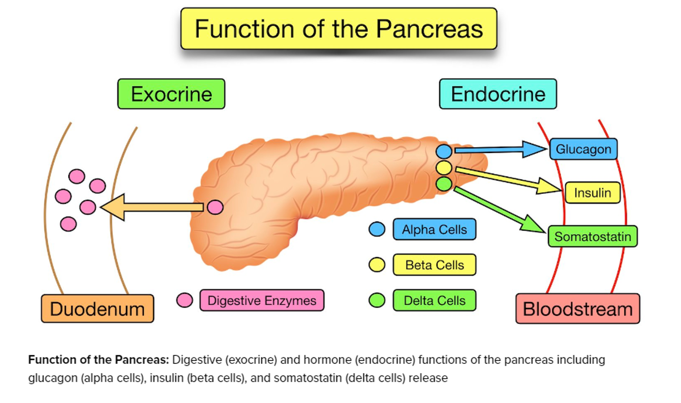 <p>exocrine- secretes from duct, endocrine- secretes into bloodstream, insulin + glucagon</p>