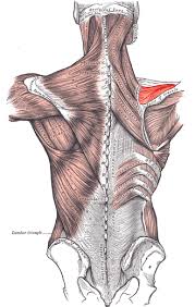 <p>upper facet of greater tuberosity of humerus into capsule of shoulder joint</p>