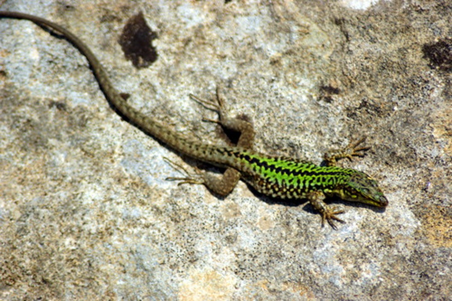 <p>Wall Lizards, Rock Lizards and allies</p>