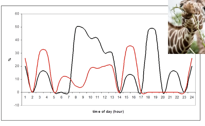 <ul><li><p>% of time on each behaviour (feeding and rumination) </p></li><li><p>time on day on x axis </p></li></ul><p></p><p>measuring this gives us a good understudying of welfare state to allow for us to positive impact animals quality of life in zoo’s </p>
