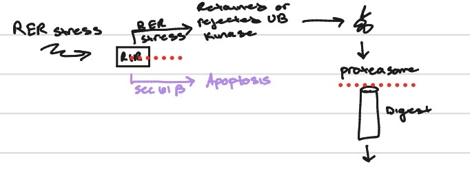 <ul><li><p><span>activation of the UPR pathway</span></p></li><li><p>attempt to resolve the stress by increasing folding capacity or, if unsuccessful, initiating Apoptosis (programmed cell death) and degrading the aberrant proteins via the proteasome.</p></li></ul><p></p>