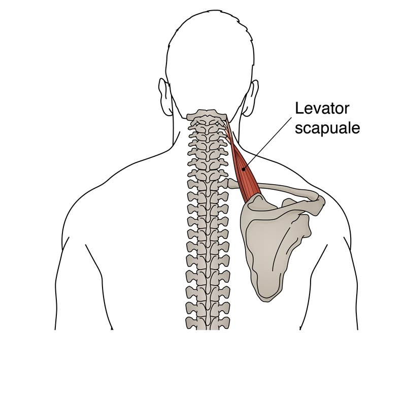 <p>elevates scapula</p>