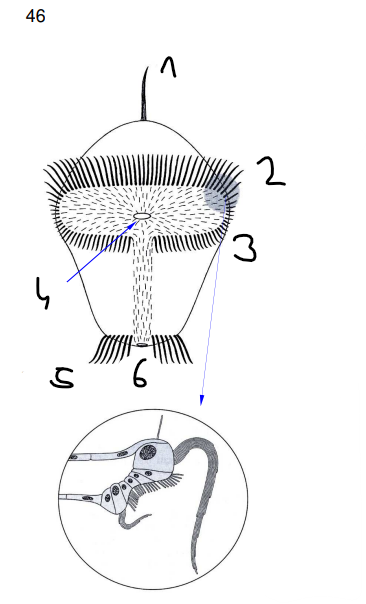 <p>trochofora</p>
