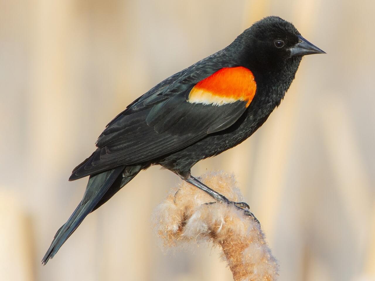 <p>Male black with red-yellow epaulets; female brown streaked; marsh nester.</p>