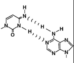 <p>Which non-standard base pair is this?</p>