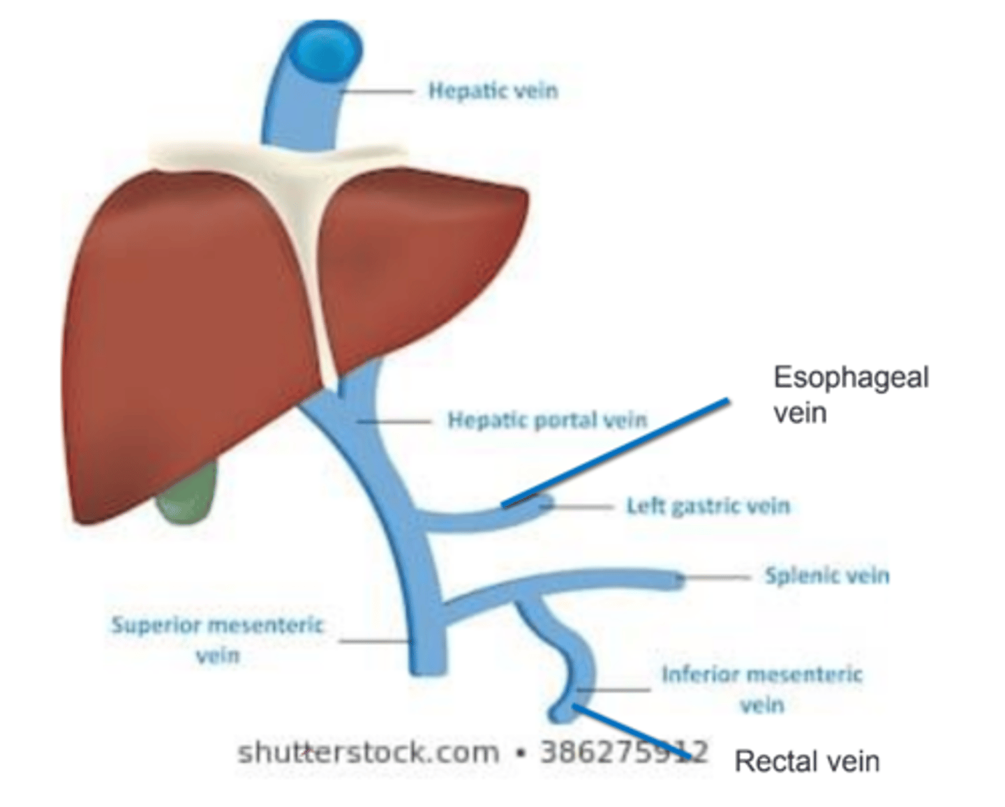 <p>_________________________ and anything that leads to ↑ intra-abdominal pressure can lead to backflow of blood into esophageal and rectal vv. in presence of portal HTN. → Blood in _______________________ and _______________________.</p>