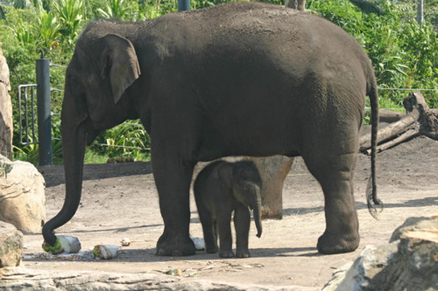 <p>pflegen, sorgen für, besorgen</p>