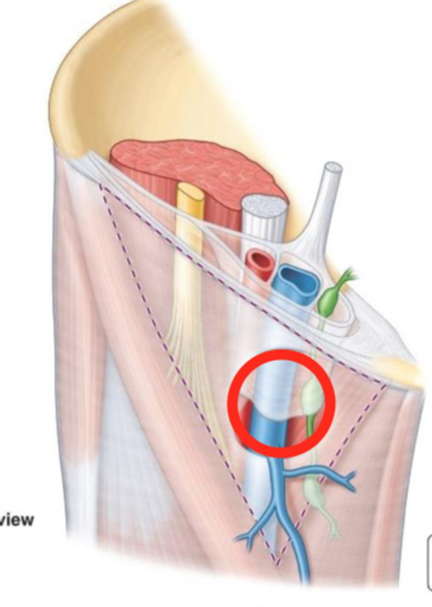 <p>-gap in the fascia lata inferior to the medial part of the inguinal ligament</p><p>-great saphenous vein and lymphatic vessels pass through to enter femoral vein</p>