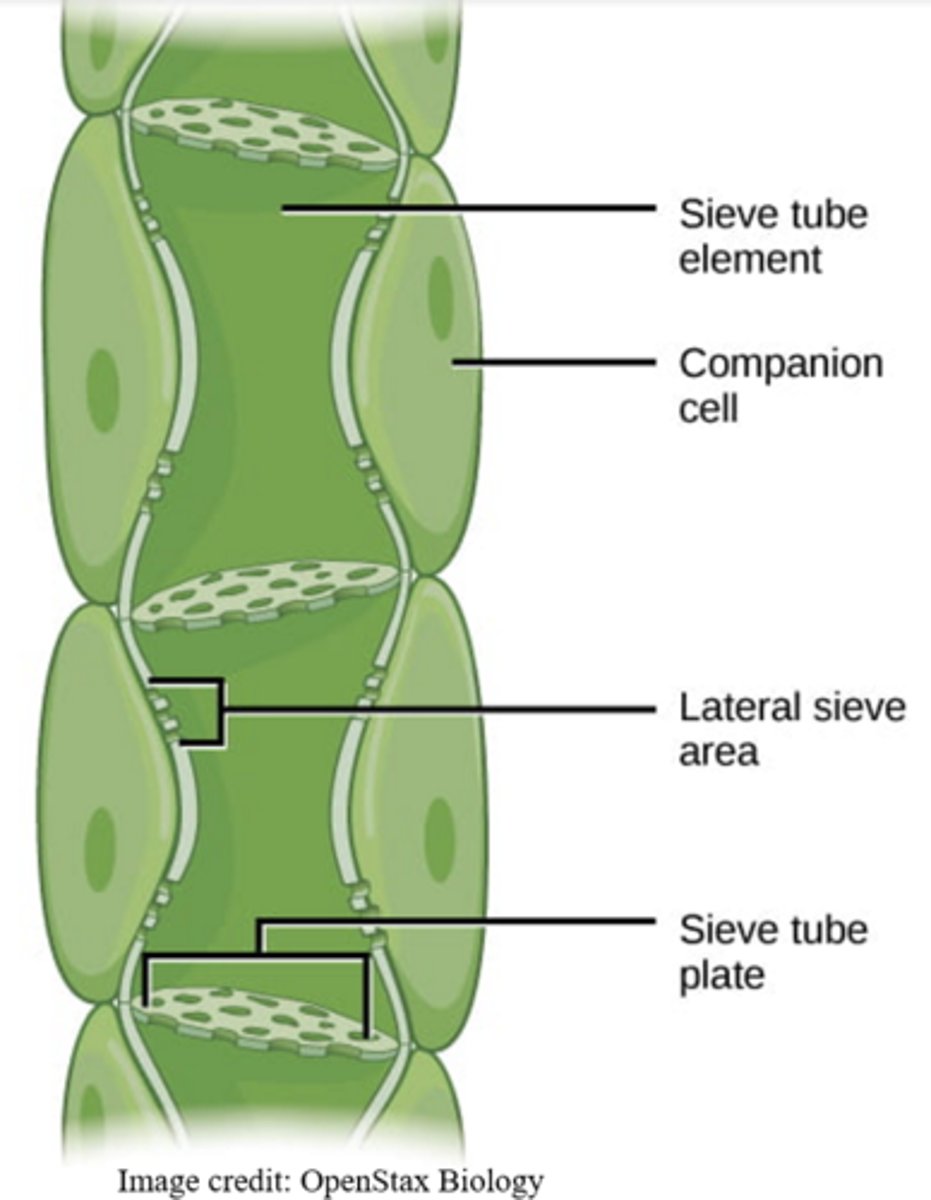 <p>sieve and companion cells</p>