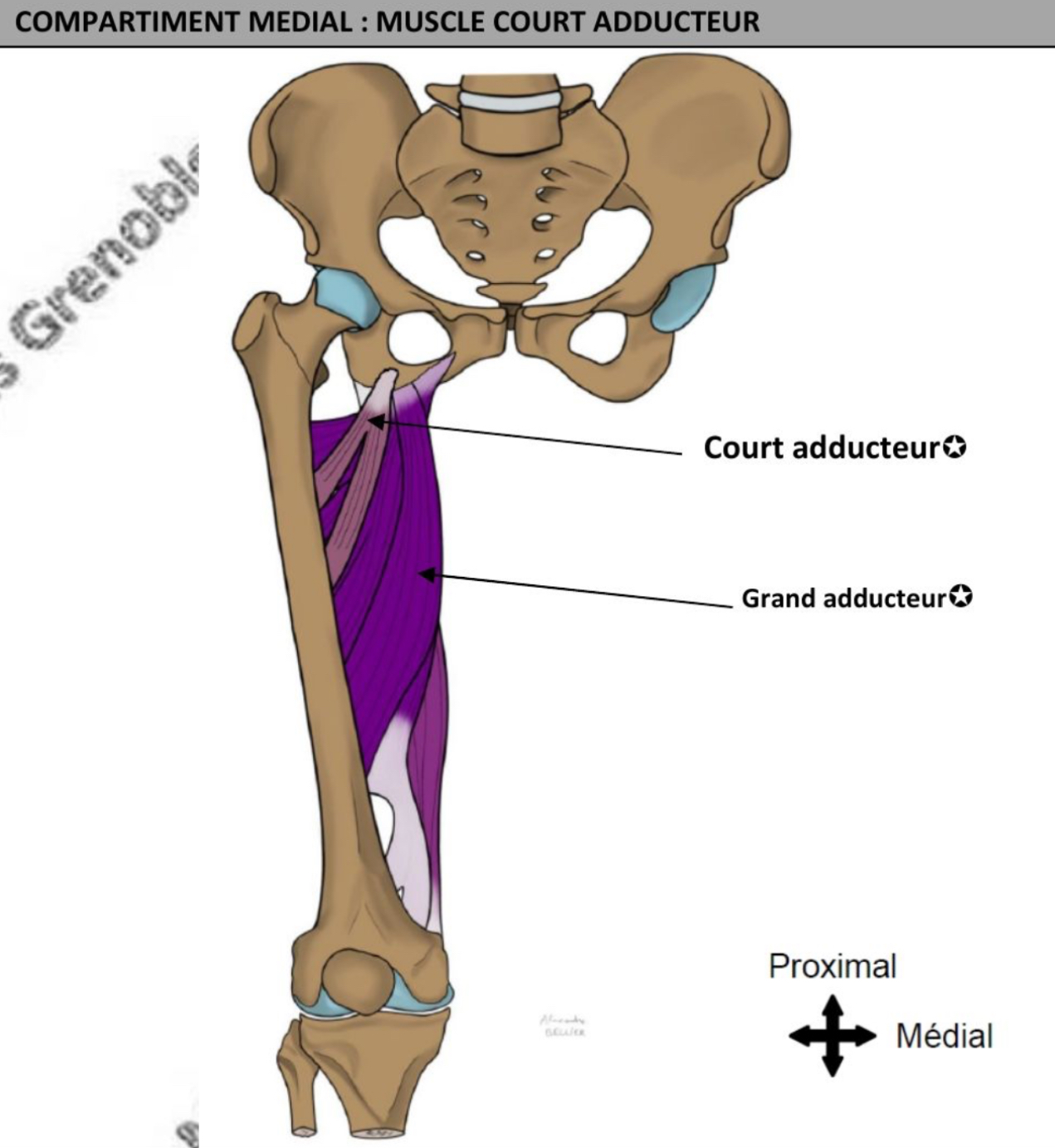 <ul><li><p>triangulaire </p></li><li><p>Obliquement en bas &amp; en dehors os coxal </p></li><li><p>Adducteur hanche </p></li><li><p>Nerf obturateur </p></li></ul><p></p>
