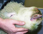 <p>Bluetongue BTV</p>