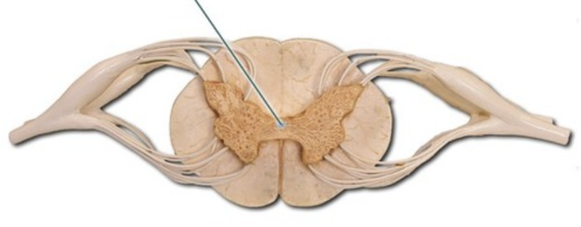 <p>a fluid-filled channel in the center of the spinal cord</p>