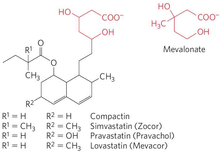<ul><li><p>drug class used to treat patients with elevated serum cholesterol</p></li><li><p>resembled mevalonate</p></li><li><p>competitive inhibitors of HMG-CoA reductase</p><ul><li><p>prevents things downstream of mevalonate</p></li></ul></li><li><p>HMG-CoA Reductase step is a good step to target for restricting cholesterol synthesis because it’s the commitment step</p></li></ul><p></p>