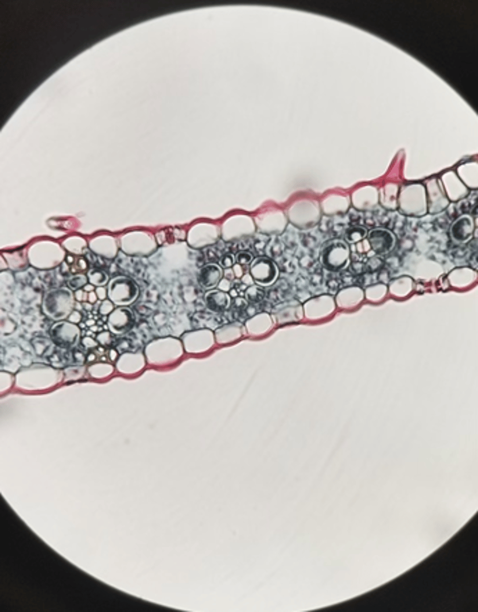 <p>Is this Zea mays leaf Monocot or dicot?</p>