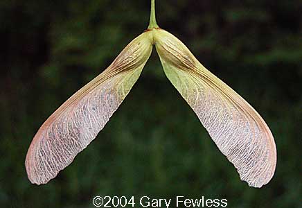 <p><span>Acer saccharinum. leaves 5-lobed. seeds helicopters</span></p>