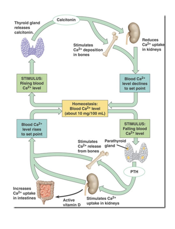 Exercise in Bone & Calcium Homeostasis Notes Knowt