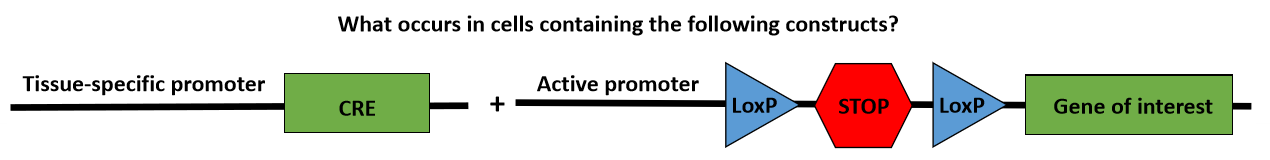 <p>What occurs in cells containing the following construct?</p>
