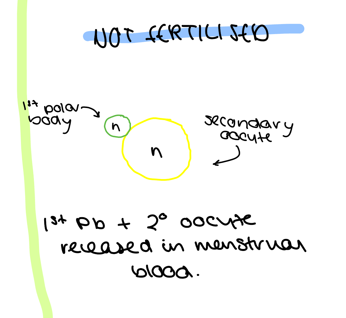 <ul><li><p>secondary oocyte and 1st polar body released in menstrual blood</p></li></ul>