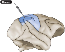 <p>Which behavioral task would lead to increased firing rate in the neurons in the location outlined in the image?</p>
