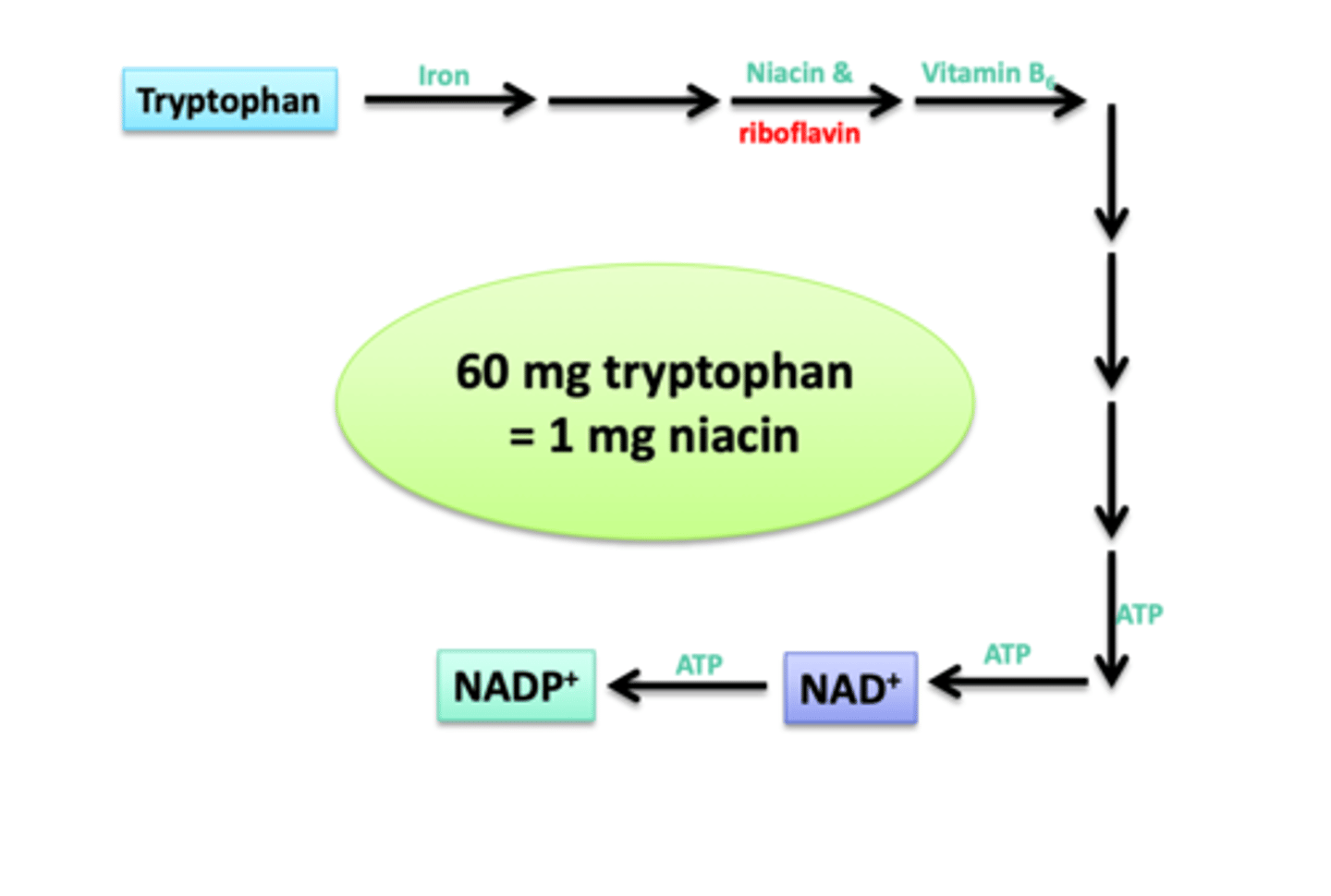 <p>Niacin (B3), Riboflavin (B2), and B6 (Vitamers)</p>