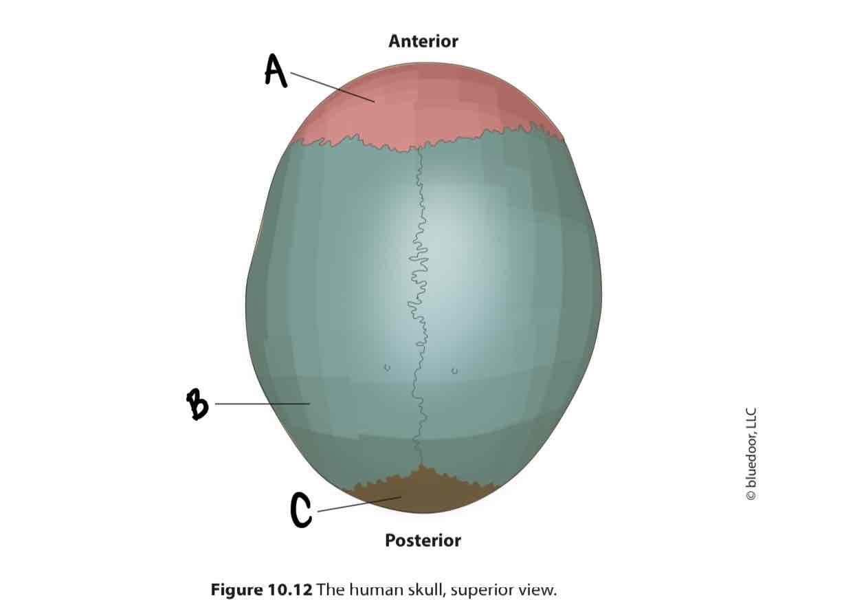 <p>What is the cranial/facial bone labeled B?</p>