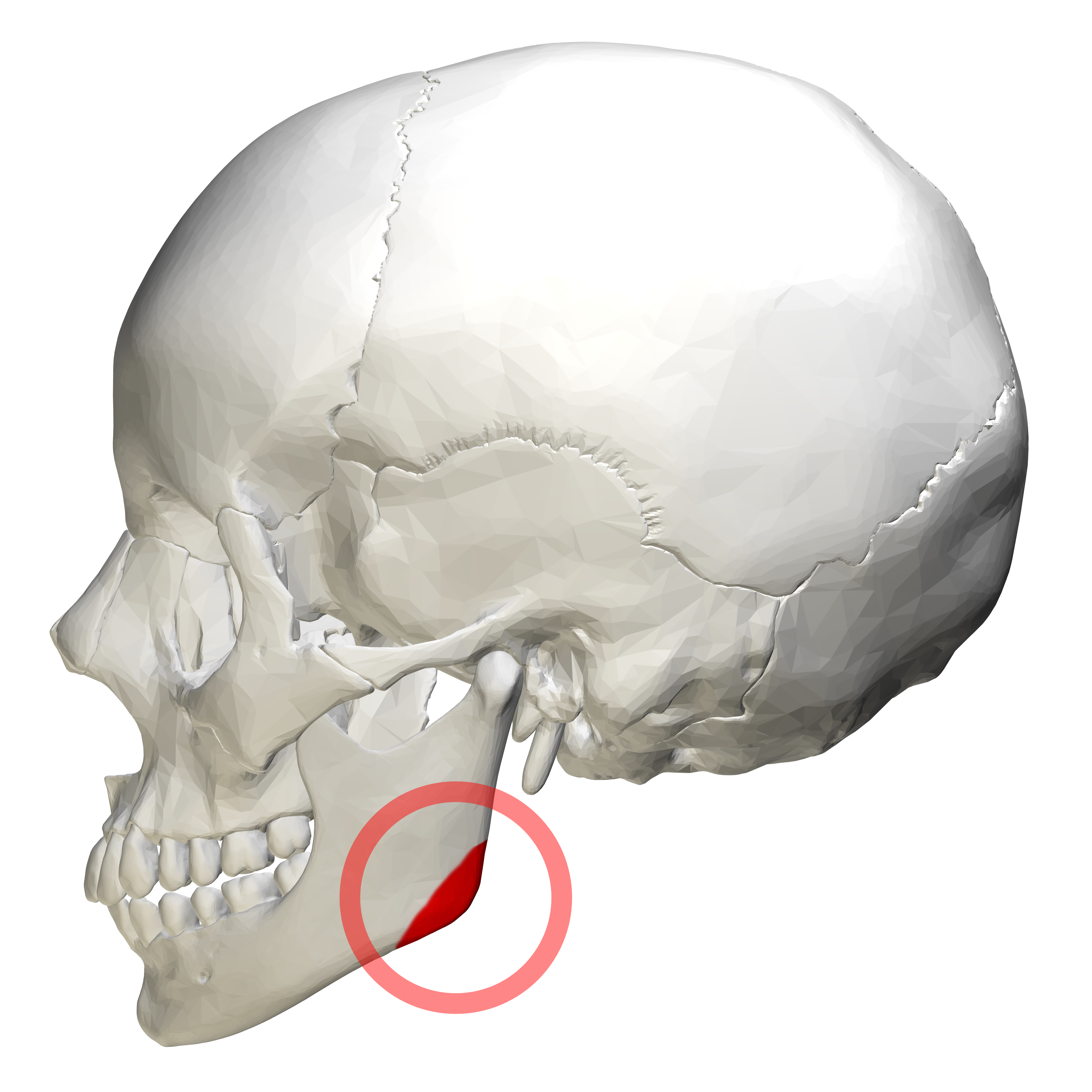 <p>Name the insertion of the Masseter Muscle</p>