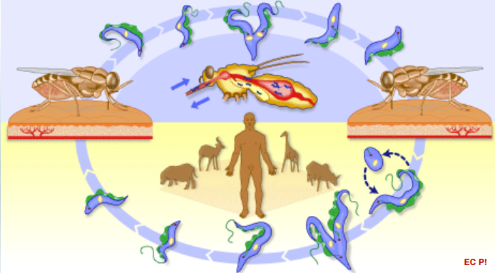 <p>To which parasite does this lifecycle belong to?</p>