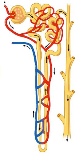 <ul><li><p><u>Vascular</u> component</p></li><li><p><u>Tubular</u> component</p><ul><li><p>Both components have <u>countercurrent flow</u> - <u>essential to function</u></p></li></ul></li></ul><p></p>