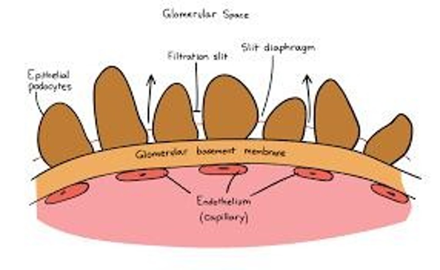 <p>Glomerular capillary endothelium, Basement membrane, and Podocytes.</p>