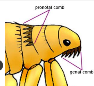 <p>Flea Allergy Dermatitis (FAD)</p>