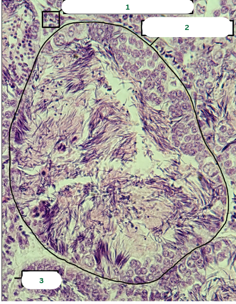 <p>What is the specimen in the photo?</p>