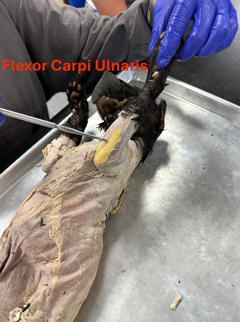 <p>Flexor carpi ulnaris (Anterior forelimb muscles)</p>