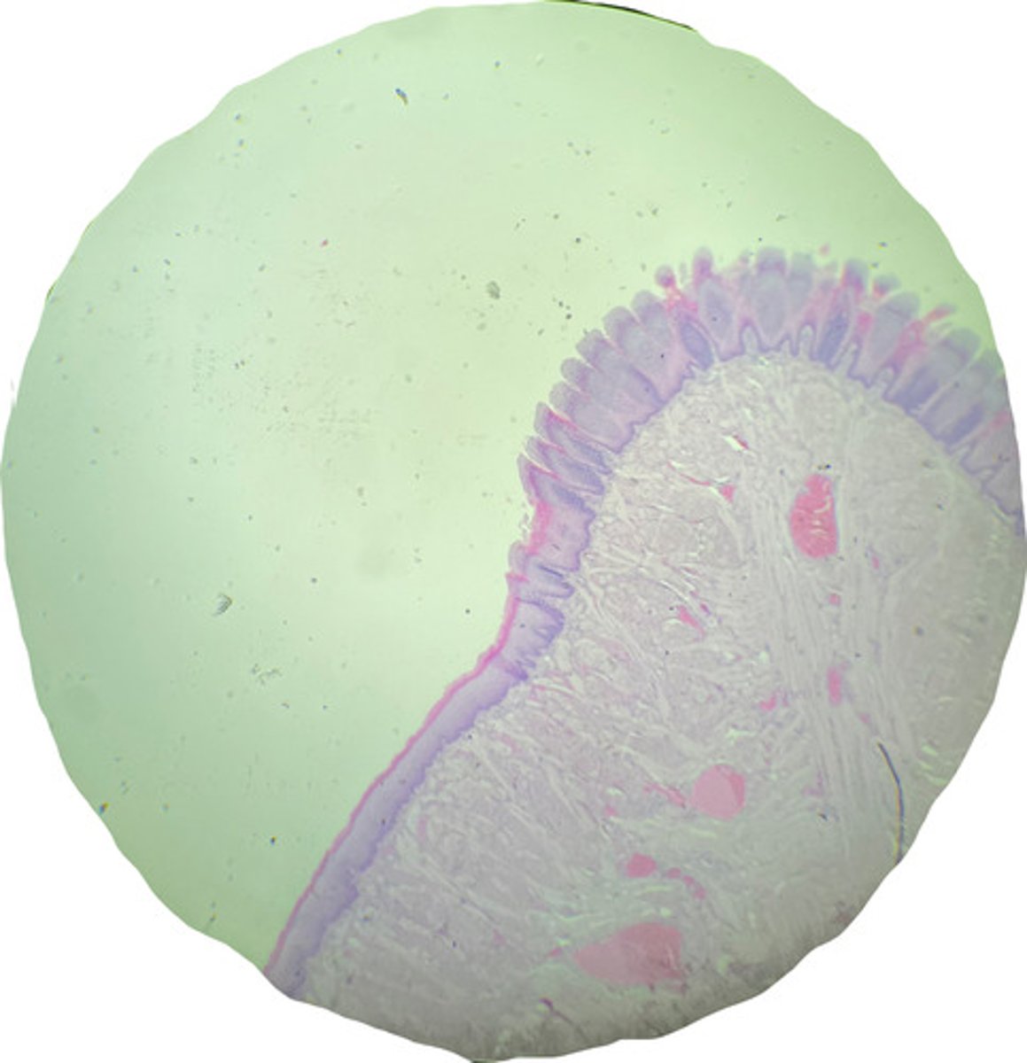<p>what is this?</p>