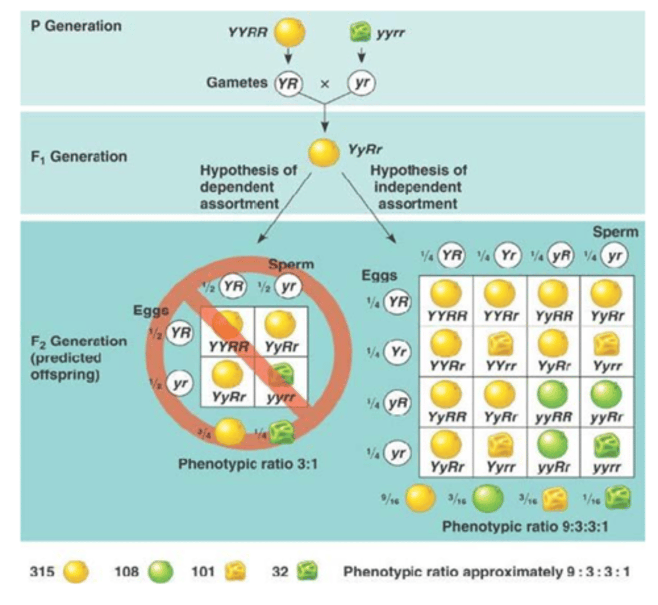 <p>Mendel hypothesized that two different traits like seed color (yellow/green) and seed shape (round/wrinkled) would be inherited independently of one another</p>