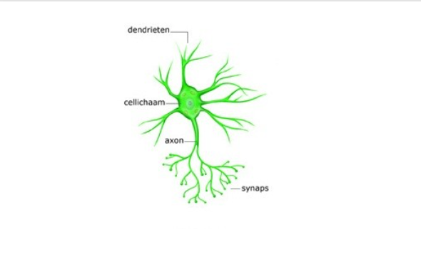 <p>Het is een <strong>schakelneuron.</strong></p><p>De taak van deze neuronen is om <strong>impulsen van de ene zenuwcel naar de andere over te dragen.</strong></p><p>Ze hebben <strong>korte dendrieten</strong> en een <strong>kort axon.</strong></p><p>De meeste neuronen in het Centraal Zenuwstelsel zijn van dit type.</p>