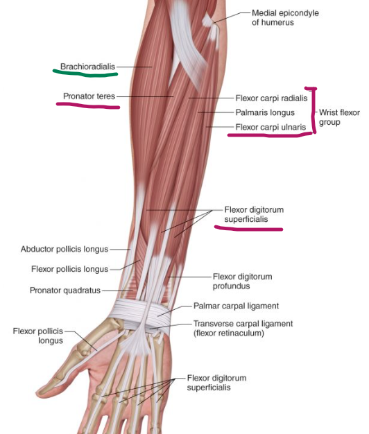 <p><em>m. pronator teres</em></p><p><em>m. flexor carpi radialis</em></p><p><em>m. palmaris longus</em></p><p><em>m. flexor digitorium superficialis</em></p><p><em>m. flexor carpi ulnaris</em></p><p></p>