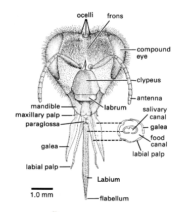 <p>what insects have lapping/sucking mouth parts?</p>