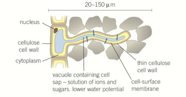 <ul><li><p>present at surfaces of roots near the growing tips</p></li><li><p>have long extensions called root hairs- increase sa - maximises water and mineral uptake </p></li></ul>