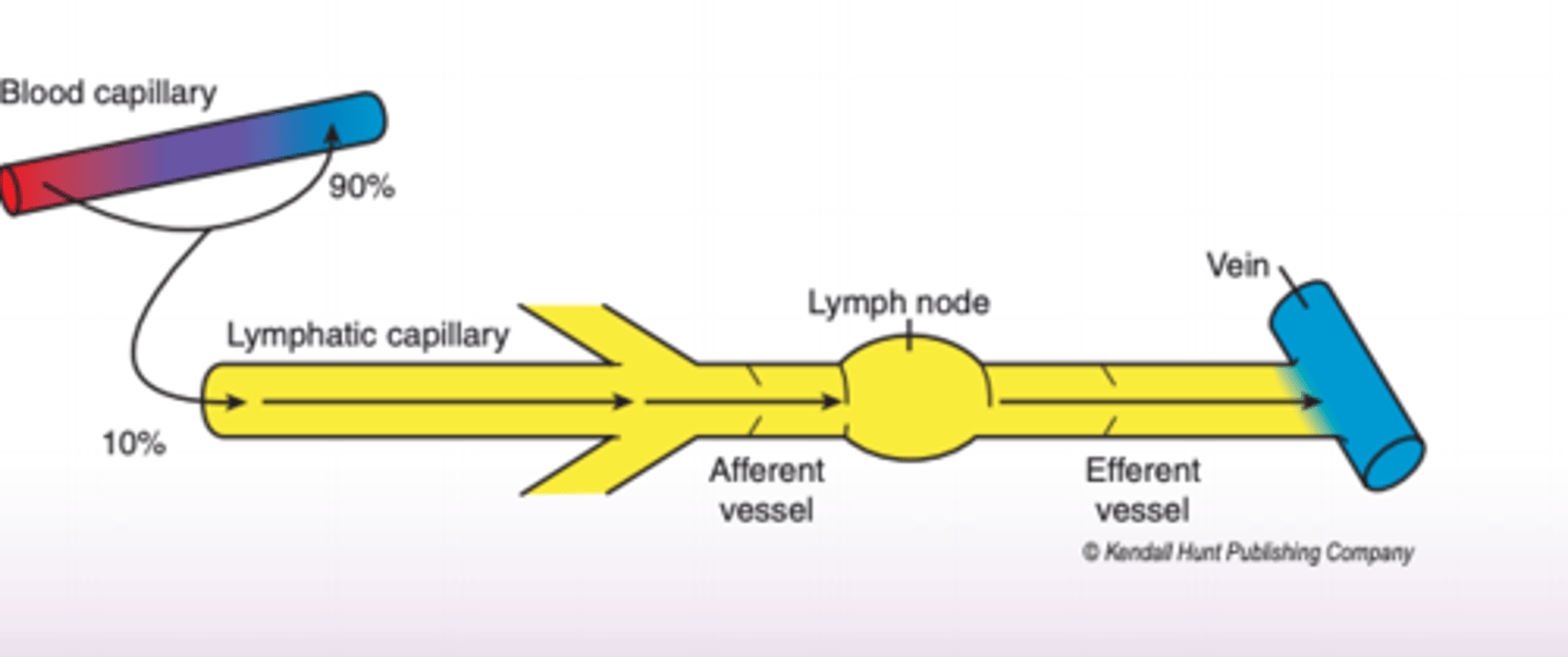 <p>several of them join to form an AFFERENT LYMPHATIC VESSEL</p>