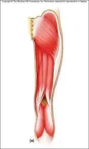 <p><span><span>is your </span></span><strong>thigh</strong><span><span>—the part of your leg between your hip and your knee.&nbsp;</span></span></p>