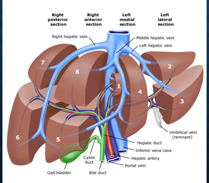 <p>return blood back into systemic circulation </p>