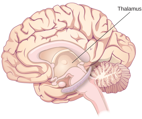 <p><span>a sensory relay for the brain; all of our senses, with the exception of smell, are routed through the thalamus before being directed to other areas of the brain for processing</span></p>